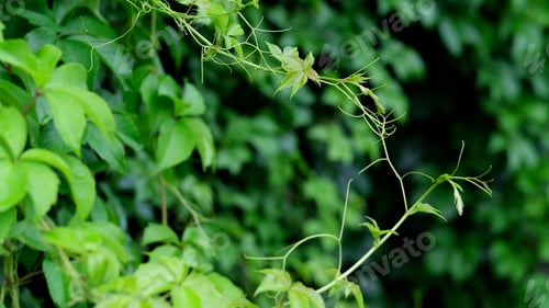 Preview: freedom concept green leaves foreground. close-up calm relaxing meditation peaceful.