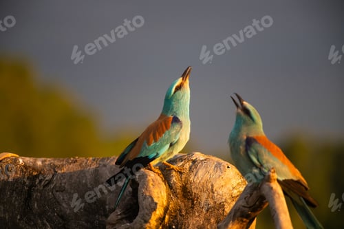 Preview: European roller (Coracias garrulus) bird.