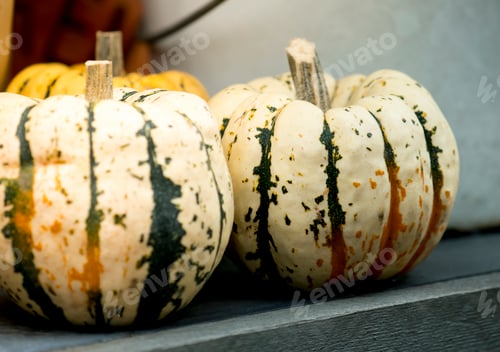 Preview: Fresh pumpkins Halloween season in October. Green white colours vegetable pumpkin healthy food.