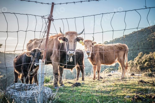 Preview: Cows grazing, Bugerru, Sardinia, Italy