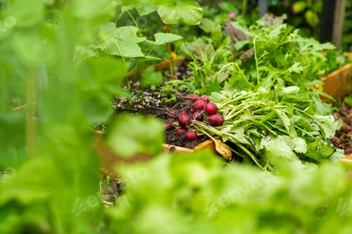 Preview: radish vegetables on soil in garden