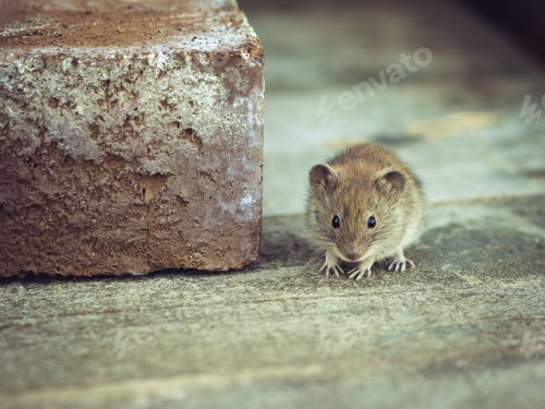 Preview: Adorable Mouse Next to a Weathered Brick Outside