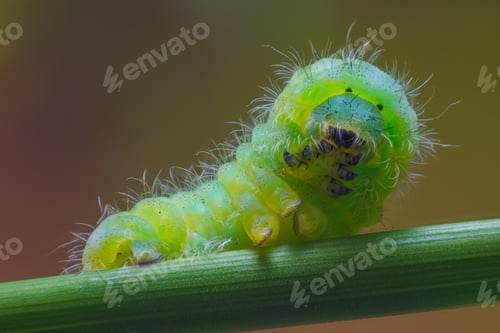 Preview: Black spotted yellow Caterpillar. Portrait of caterpillar