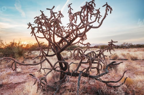 Preview: Cactus