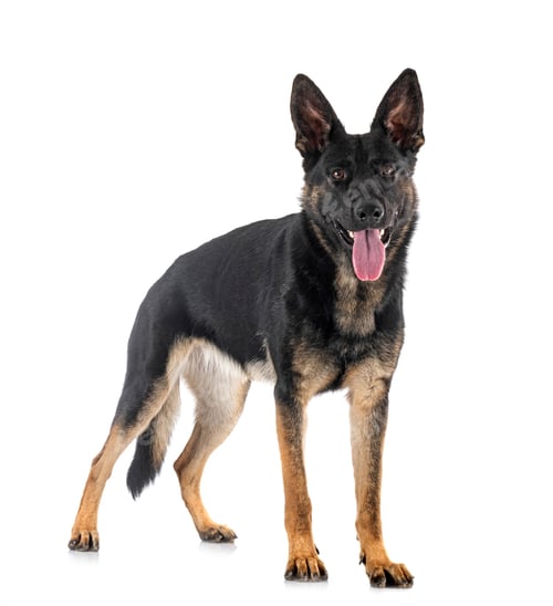 Preview: young german shepherd
