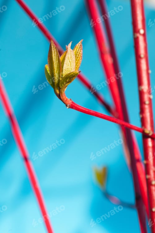 Preview: Close up of bud on tree branch