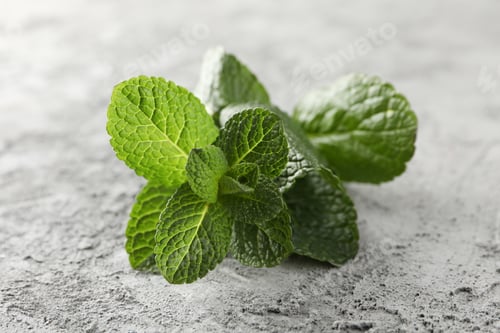 Vista previa: Fresh mint on grey background, close up