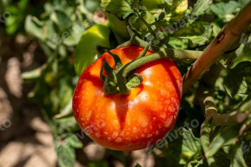 Preview: Organic fresh tomatoes on the branch, tomato field
