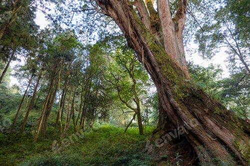 Preview: Giant Sacred Tree in Alishan of Taiwan