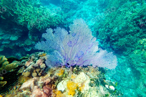 Preview: Beautiful blue corals on reefs