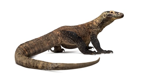 Preview: Rear view of a Komodo Dragon, isolated on white