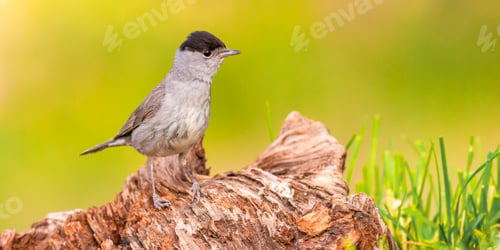Preview: Blackcap, Spain