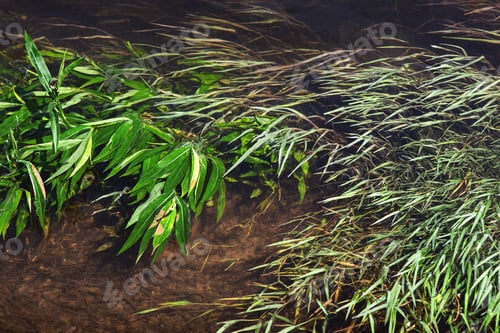 Preview: Environmental degradation in the aquatic medium
