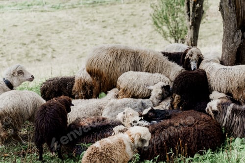 Preview: Sheep and rams grazing, wool production on mountain farm field