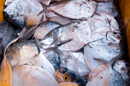 Preview: Various fresh fish, Seafood on ice at the fish market