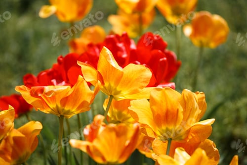 Preview: Blooming red and yellow tulips in the sun's rays in the park on a blurred green background