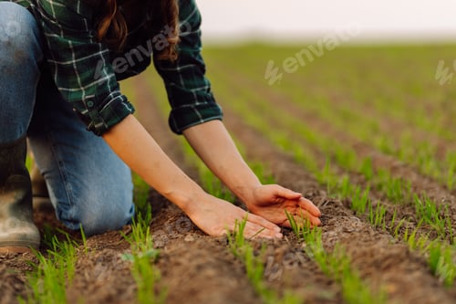 Preview: Farmer holds a young green wheat sprouts in hands checking quality of new crop. Concept of ecology.