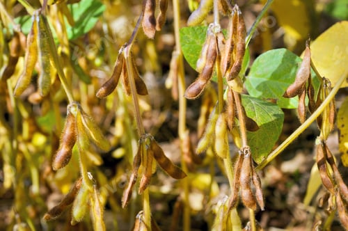 Preview: Ripe Soybean pods in plantations field, autumn harvesting background