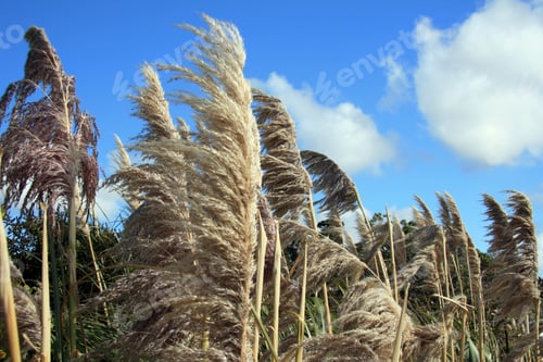 Preview: Mt Victoria, Wellington, New Zealand