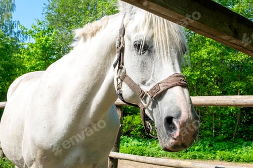 Preview: The horse stands in the corral
