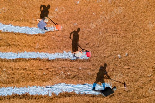 Preview: Farmers mixing the hazelnuts with shovels in the highlands of Ordu, Turkey.