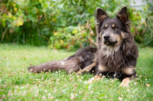 Preview: Fluffy dog relaxing in a vibrant garden during a sunny afternoon