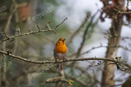 Preview: European robin perched atop a tree branch in a tranquil woodland setting.