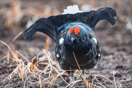 Preview: Stunning Male Black Grouse Displaying During Spring Lekking Season