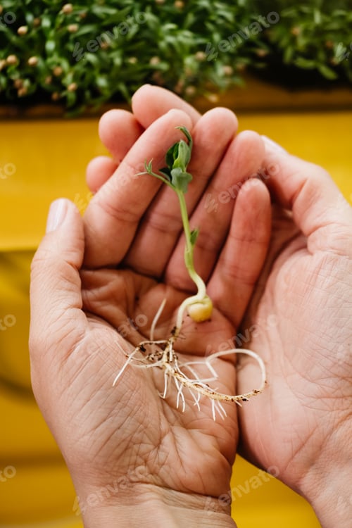 Preview: Close-up micro greens sprouts close up of pea, radish, oxalis