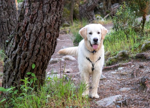 Preview: Attentive dog standing in a woodland