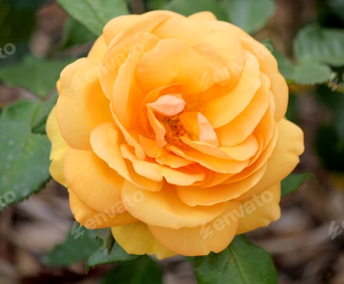 Preview: Yellow rose