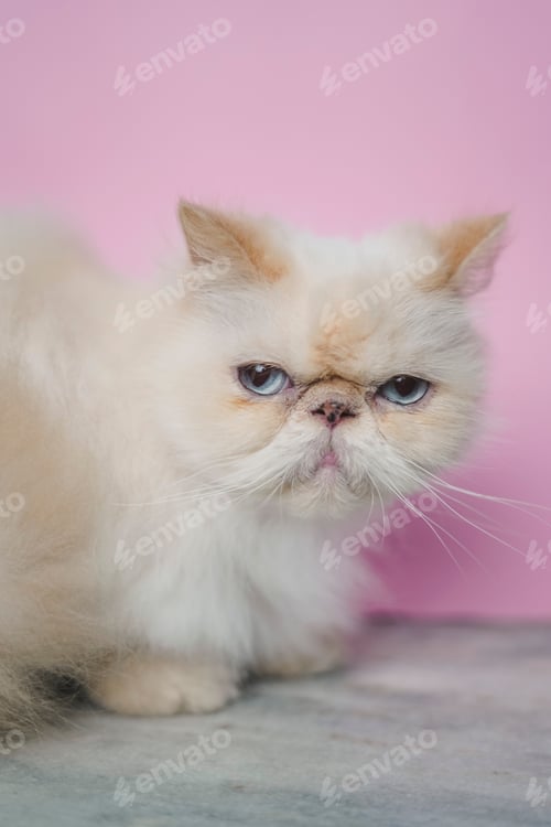 Preview: Portrait - Himalayan Cat - Pink Background