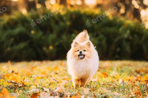 Preview: Funny Young Happy Red Puppy Pomeranian Spitz Puppy Dog Happy Play Outdoor In Autumn Grass