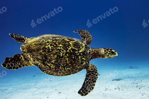 Preview: A Beautiful Turtle underwater photography