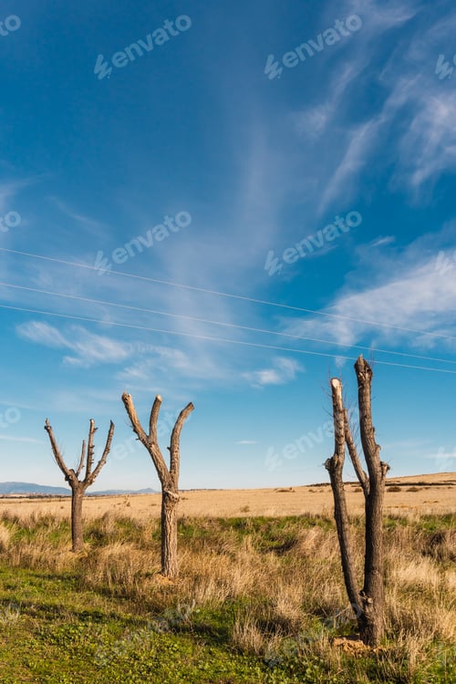 Preview: Isolated standing cut trees