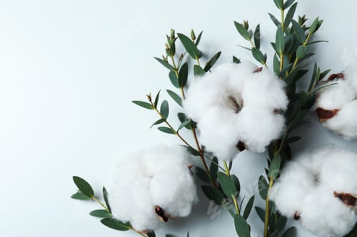 Preview: Cotton plant flowers and branch with leaves on white background