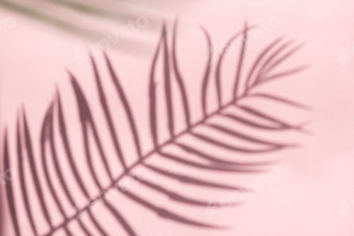 Preview: Abstract pink color studio background for product presentation. Empty room with shadows palm leaf