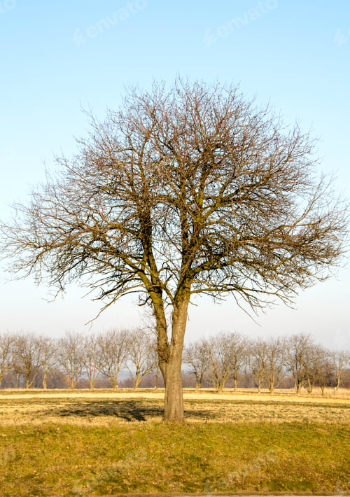 Preview: Trees without leaves against blue sky.