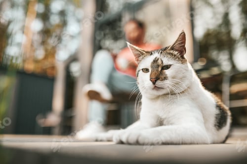 Preview: Cute cat looking at camera and man behind