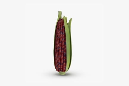 Preview: Dark Red Corn on Cob