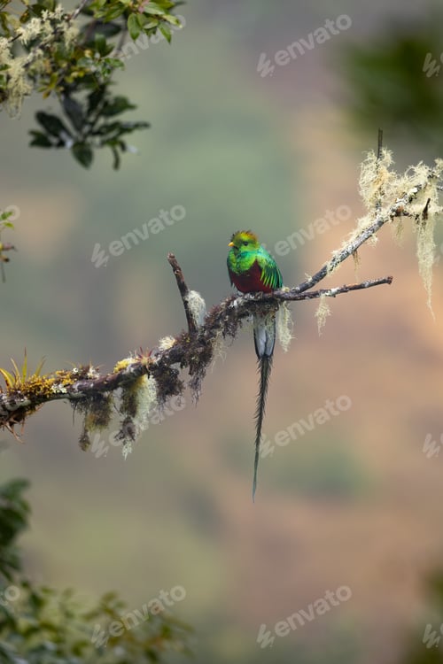 Preview: Resplendent Quetzal colored bird found in the cloud forests of Costa Rica