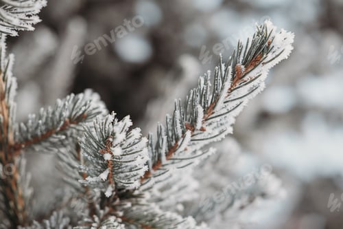 Preview: Cristmas background with pine tree branches .Winter background.
