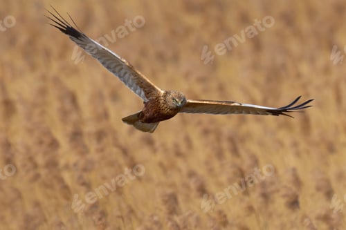 Preview: Western marsh harrier (Circus aeruginosus)
