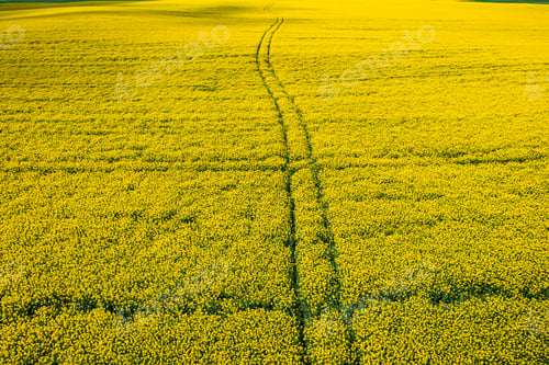 Preview: Yellow rape fields with tractor tracks, aerial view
