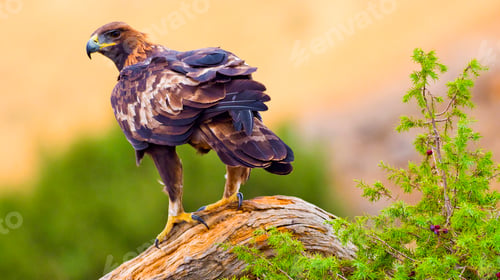 Preview: Golden Eagle, Mediterranean Forest, Spain