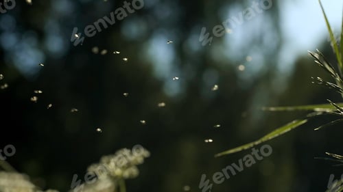 Preview: A flock of midges. Creative. Filmed small insects circling around the grass with flowers with bright