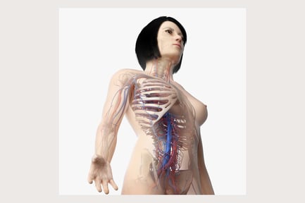 Preview: Asian Female Anatomy: Skin, Skeleton & Vascular System