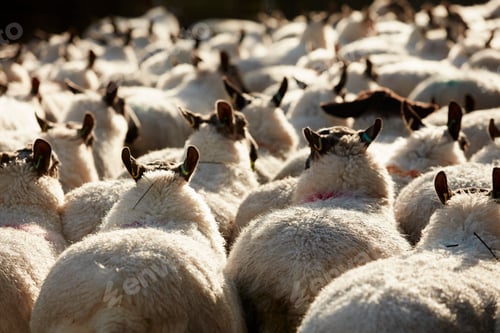 Preview: A flock of sheep with broad backs and thick fleeces, herded together.