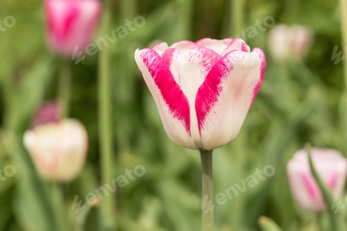 Preview: A Pink And White Tulip Close Up During Tulip Festival In Holland Michigan In Spring