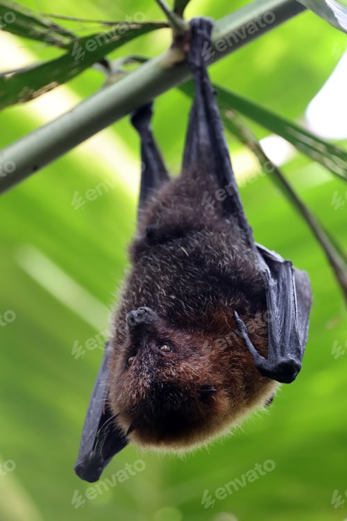 Preview: The Rodrigues flying fox or Rodrigues fruit bat (Pteropus rodricensis)